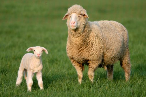 Domba Merino di Smart-Saka